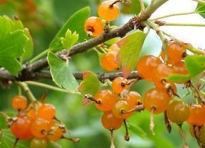 berries of golden currant