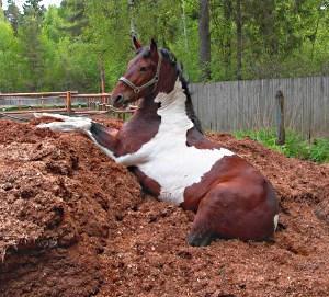 Horse dung