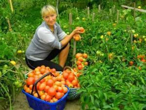 Rich harvest of tomato