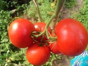 Eupator F1 variety tomato