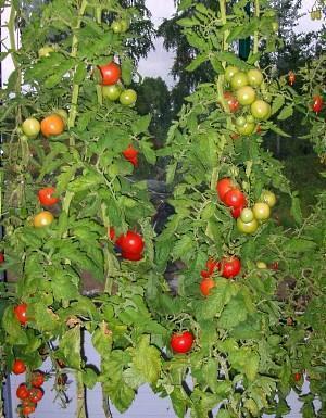 Alcazar F1 -lajikkeen tomaatti