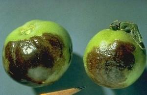 tomàquets infectats amb tizones tardanes