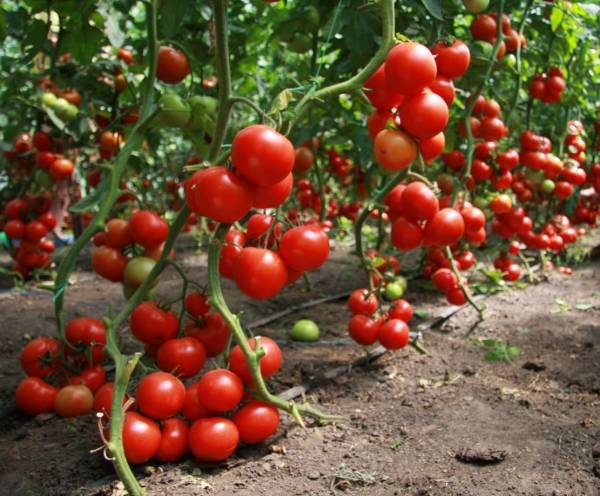 bonne récolte de tomate