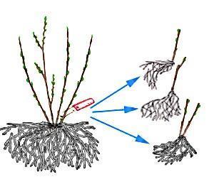 Gooseberry propagation by dividing the bush
