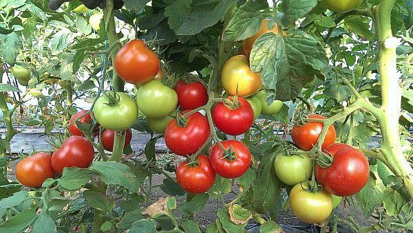 højtydende tomatsorter