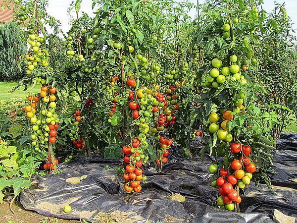 varietà di pomodoro ad alto rendimento nel paese