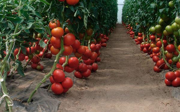 tomaatteja kasvihuoneessa