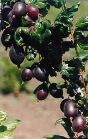 gooseberry prune