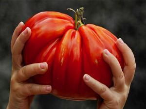огромен домат