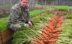 god høst af gulerødder