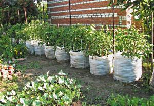 coltivazione di cetrioli in sacchetti