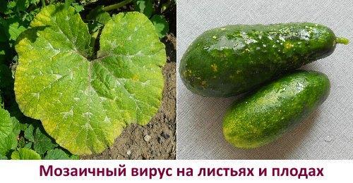Mosaic virus on cucumbers - photo