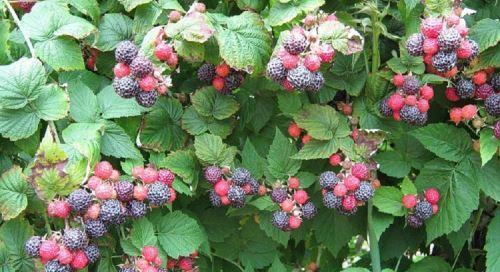 Black raspberries produce good yields