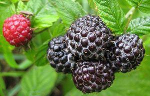 Black raspberry grade Litach