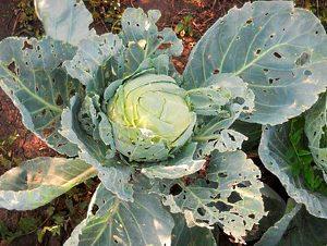 cabbage affected by cabbage moth