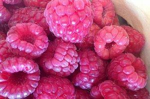 large variety of raspberries Octavia