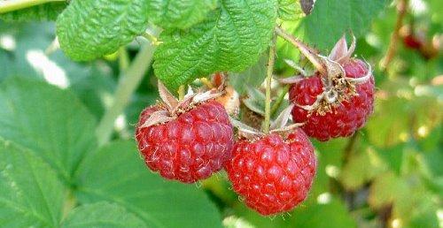 Early varieties of common raspberries