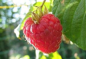 remontant raspberry