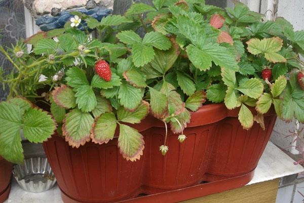 fruiting strawberries on the windowsill