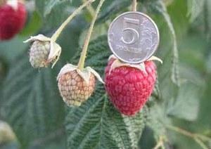 Raspberry variety Hercules