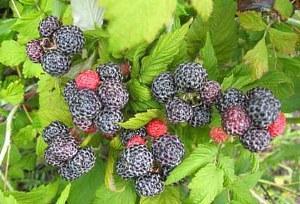 Cumberland raspberry variety