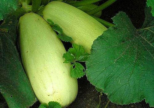 På bilden, zucchini sorter Gribovsky