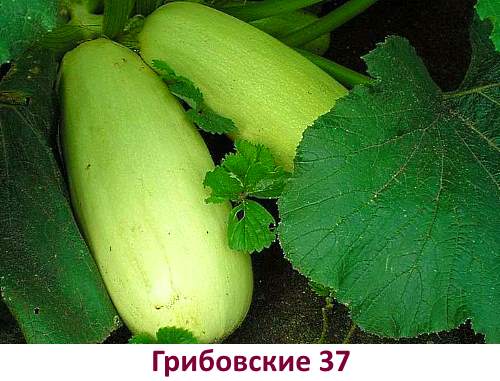 Odrůdy cukety Gribovskie 37 - foto