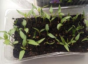 seedlings of bell pepper