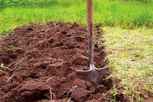 grave jord etter bringebær