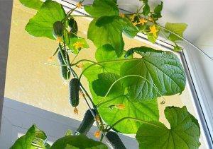 uhorky pestované na parapete