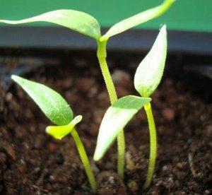 In the photo, pepper seedlings