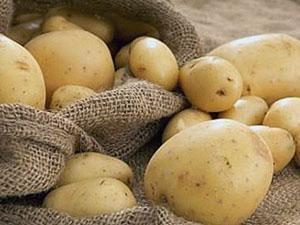 Clean, uncontaminated potatoes
