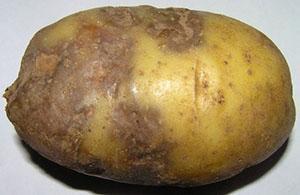 Vėlyvas bulvių gumbų pūtimas