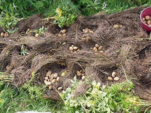 Aardappelen planten in de Oeral