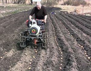 Planting potatoes using garden equipment