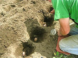 Засаждане на картофи в дупки