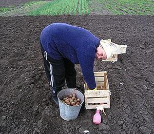 Planting tubers in open ground