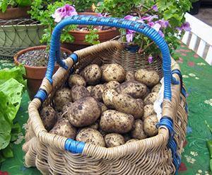 Rijpe aardappelen