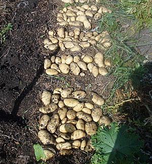 Potatisskörd efter hilling