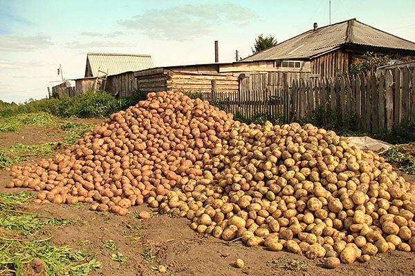 Sklizeň různých odrůd brambor