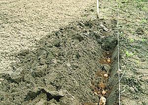 Planting potatoes under a shovel