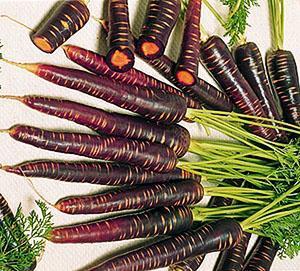 Violetti porkkana