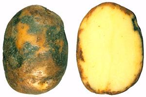 Aardappel Phytophthora