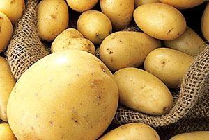 High-quality potato harvest