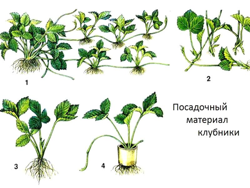 materiał do sadzenia truskawek
