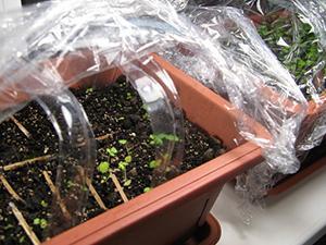 Jahody ze semen ve skleníku