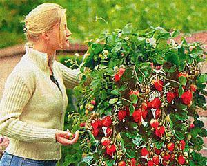 Erdbeerbusch