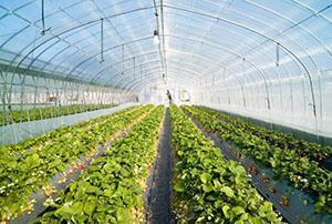 strawberries in greenhouses