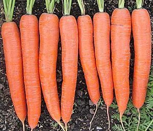Suuret porkkanat