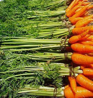Las mejores variedades de zanahorias para regalar.